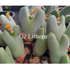 C.bilobum SB1345 - Seed